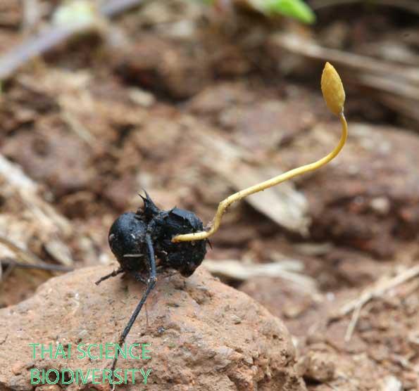 Ophiocordyceps irangiensis